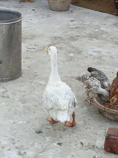 Duck For Sell