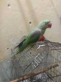 raw parrot breedar female age 2.5 age sath 1 chick ha 3 month ka ha