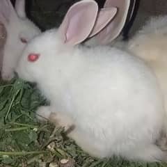 Red Eyes Rabbit For Sale