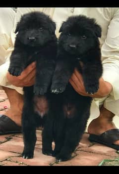 black German shepherd pair mile or fimile 2 month for sale