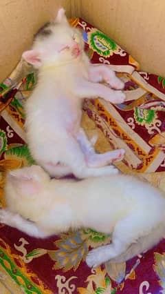 Persian cat, kitten