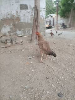 Pure Aseel Hen Healthy and Active