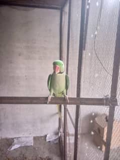 original raw parrot jora 1 male 1 female age three year no 03006215806