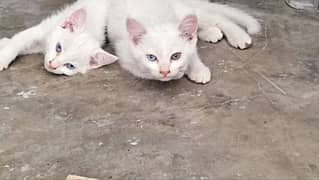 Persian kittens, one with blue eyes and one with double shaded eyes