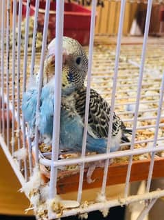 budgie for sell