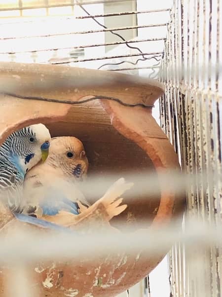 budgie for sell 4