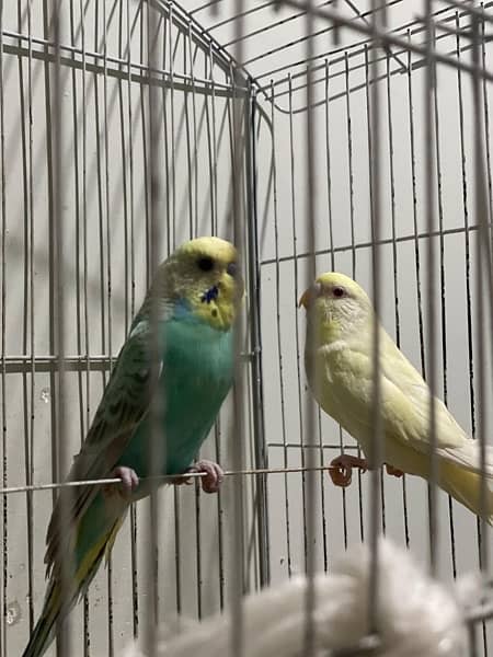 budgie for sell 5
