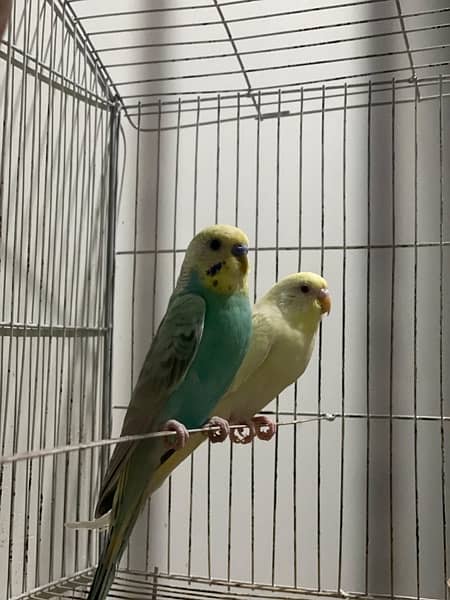 budgie for sell 6