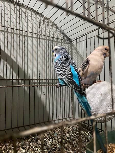 budgie for sell 10
