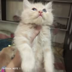 Persian kittens female male both available