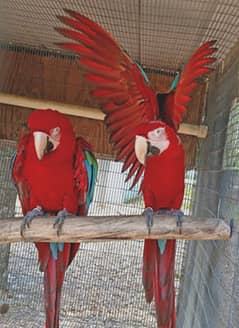 macaw parrot 03086272747 grey parrot cockatoo parrot