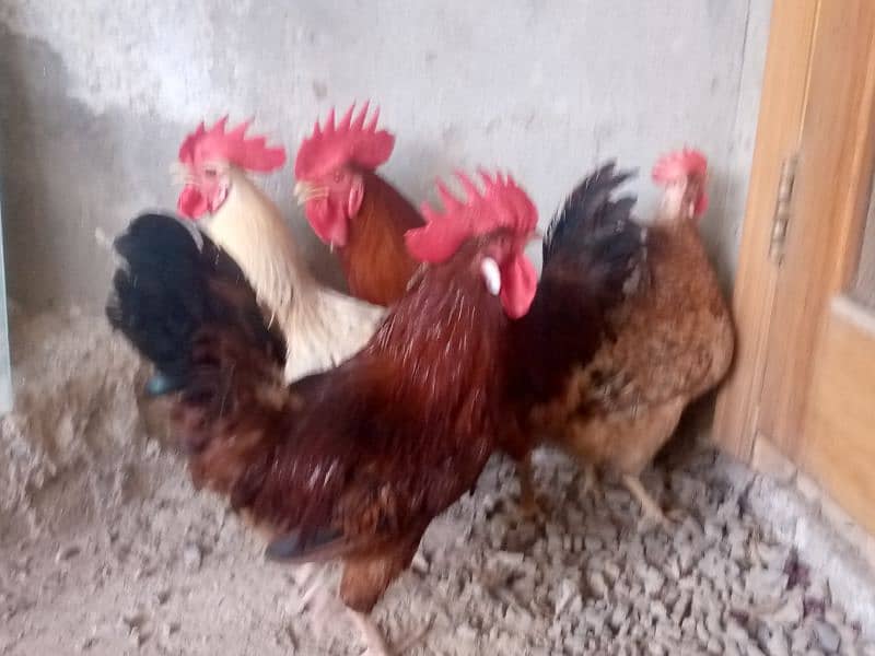 Desi hens for sale 0