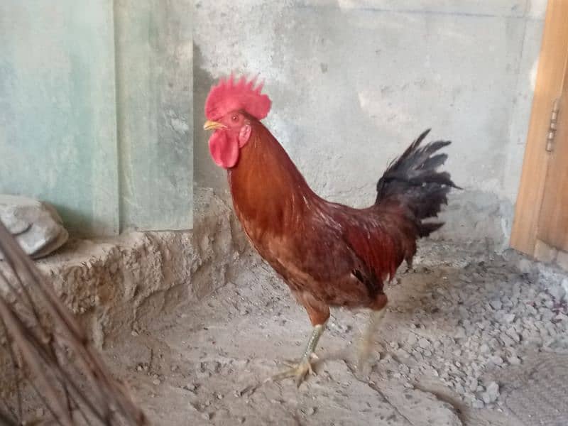 Desi hens for sale 1