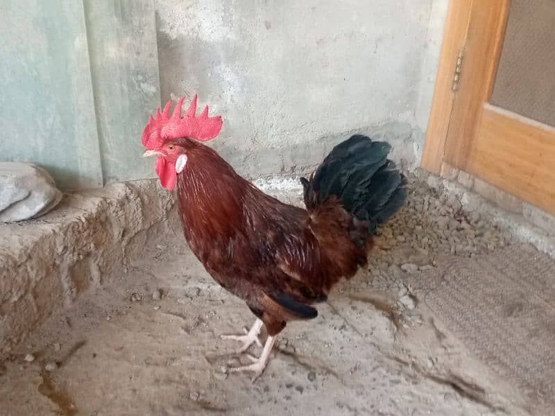 Desi hens for sale 2