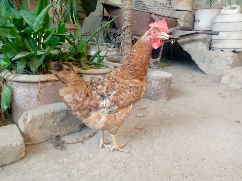 Desi hens for sale 4