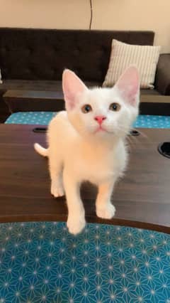 Russian Kittens for Sale - PAIR (03234596796)