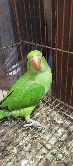 Baby parrot available for sale