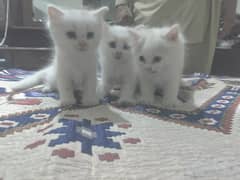 White kitten pair available for sale
