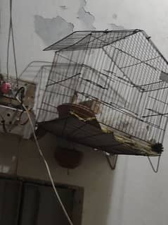 bird cage available