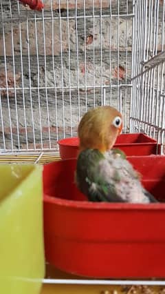 love bird 4 chick available  for hand tamedloc chungi and Johar town