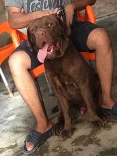 Labrador male not for sale only stud