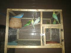 king size of budgies