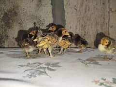 Bantum +golden sebright chicks for sale