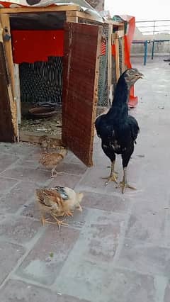 Aseel Murgi with chicks