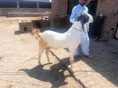 rajanpuri goats for sale