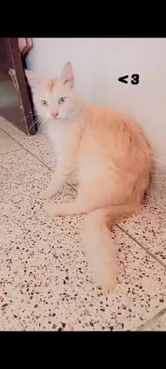 Persian cat for sale