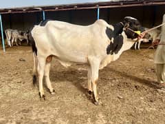 Affordable Qurbani Bulls | Cows | Bachia | Janwar | Bachra