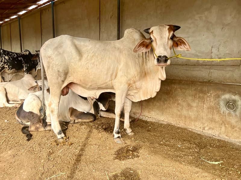 Affordable Qurbani Bulls | Cows | Bachia | Janwar | Bachra 0