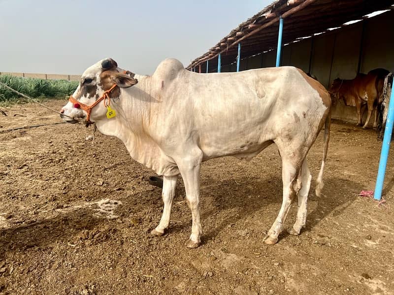 Affordable Qurbani Bulls | Cows | Bachia | Janwar | Bachra 3