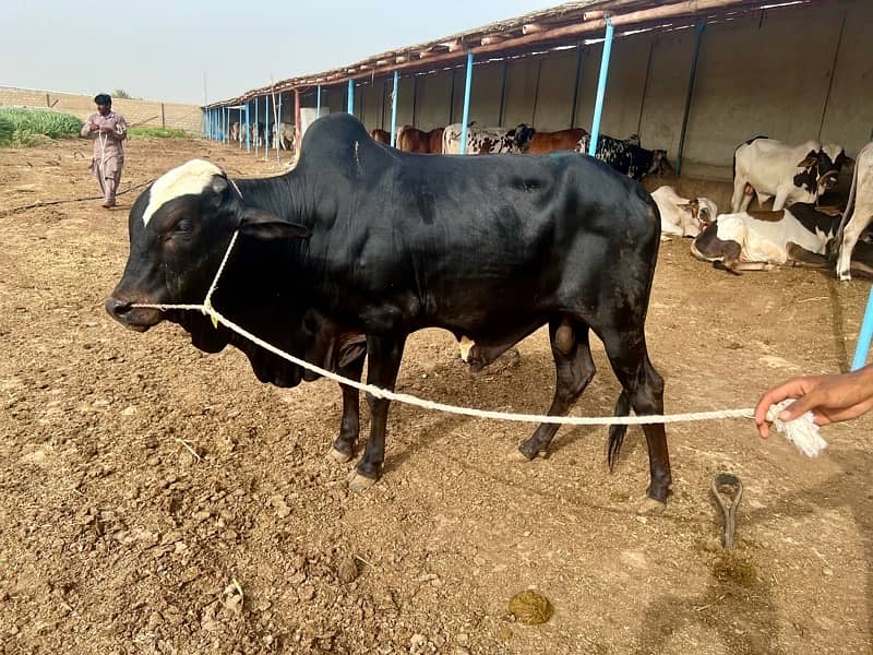 Affordable Qurbani Bulls | Cows | Bachia | Janwar | Bachra 8