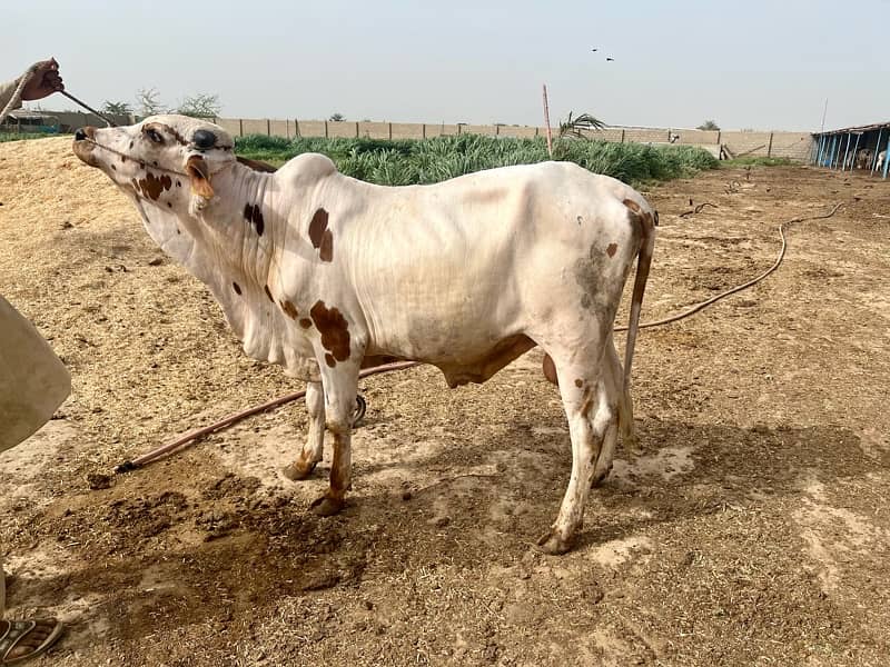 Affordable Qurbani Bulls | Cows | Bachia | Janwar | Bachra 9