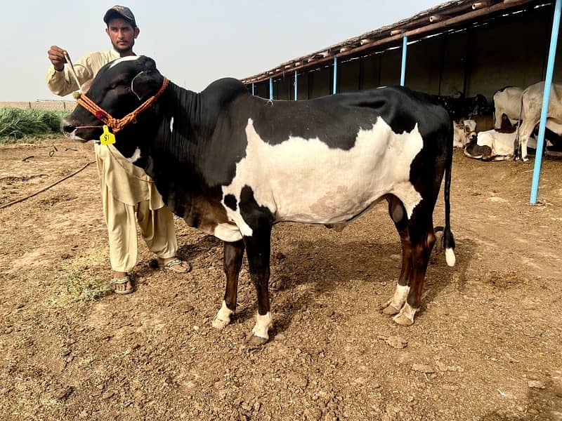 Affordable Qurbani Bulls | Cows | Bachia | Janwar | Bachra 10