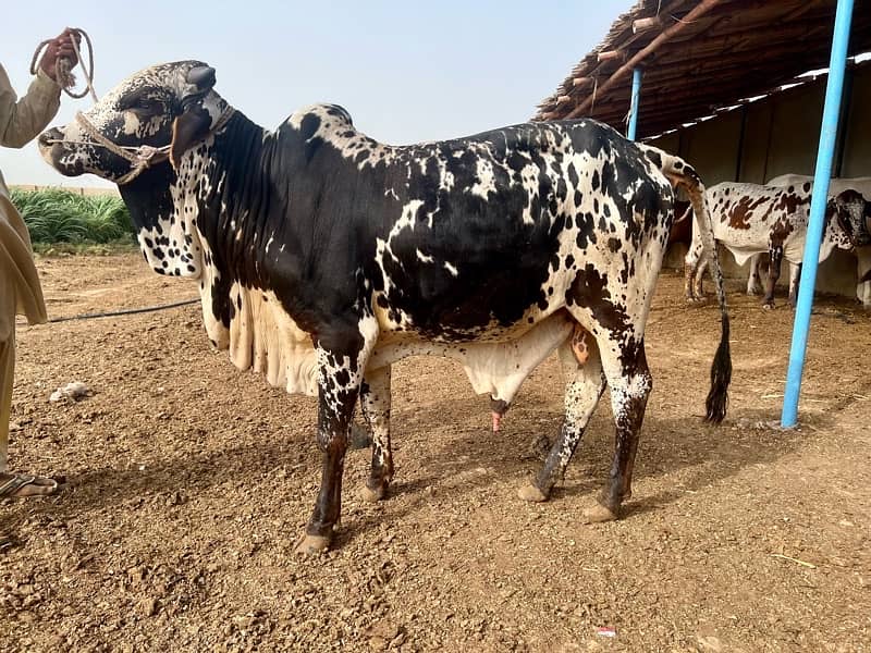 Affordable Qurbani Bulls | Cows | Bachia | Janwar | Bachra 18