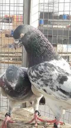 Sialkoti high flying pigeons