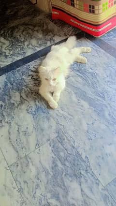 white cate