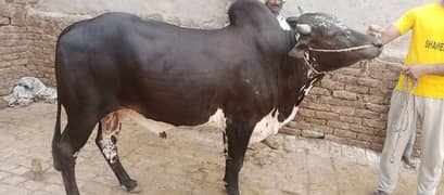 bull for qurbani