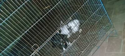 Rabbits breader pair For Sale