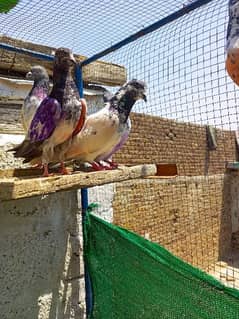 highflyer prwazii pigeon for sale