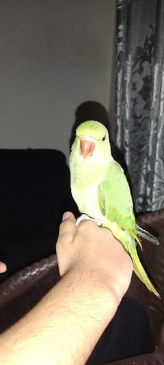 green ringneck tamed parrot healthy n playful
