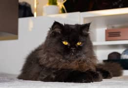 Russian black male cat