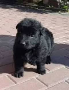 pedigree Long coated Black German shepherd puppies for sale