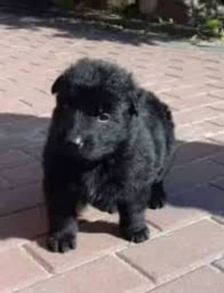 pedigree Long coated Black German shepherd puppies for sale 0