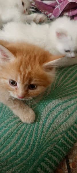 Persian Kittens Male Pair 1
