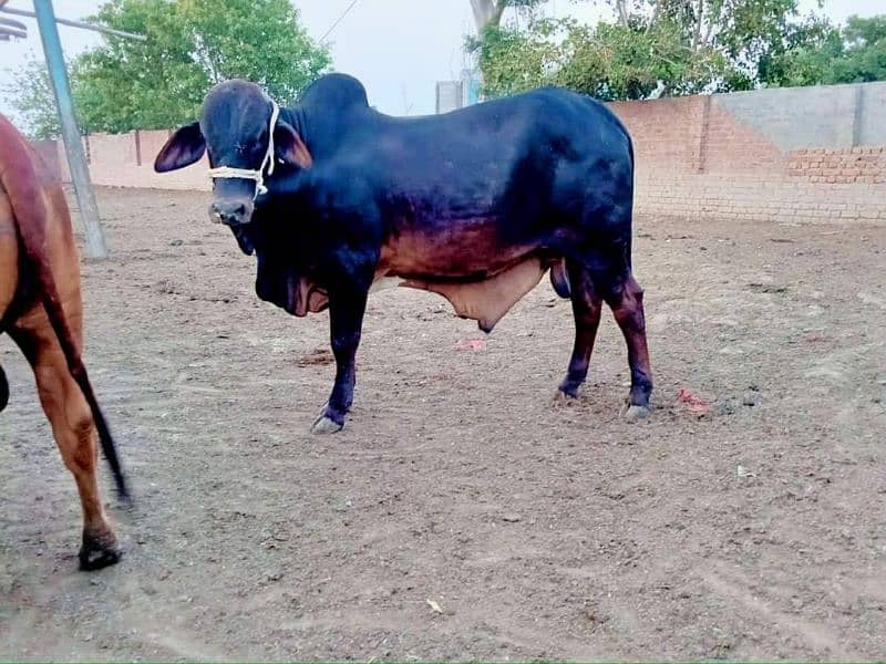 Bull Available for Eid 2