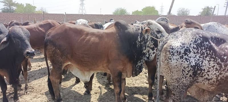 Bull Available for Eid 3