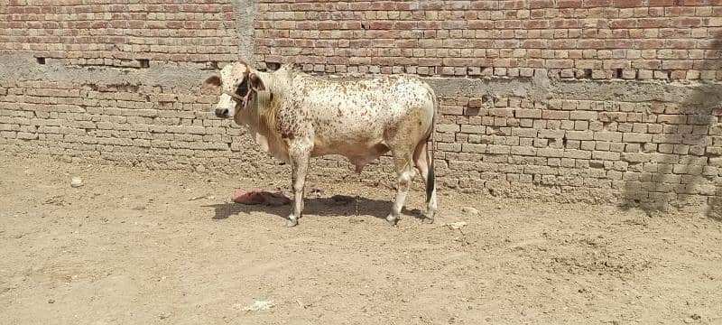 Bull Available for Eid 4